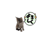我が家のネコ様20230528（個別スタンプ：10）
