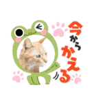 我が家のネコ様20230528（個別スタンプ：16）