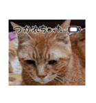 我が家のネコ様20230528（個別スタンプ：17）