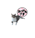 我が家のネコ様20230528（個別スタンプ：18）