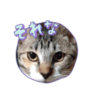 我が家のネコ様20230528（個別スタンプ：20）