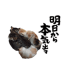 我が家のネコ様20230528（個別スタンプ：28）