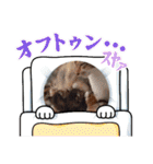 我が家のネコ様20230528（個別スタンプ：29）