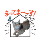 我が家のネコ様20230528（個別スタンプ：33）
