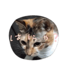 我が家のネコ様20230528（個別スタンプ：37）