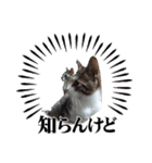我が家のネコ様20230528（個別スタンプ：38）