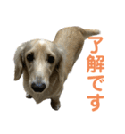 丁寧語ダックス（個別スタンプ：1）