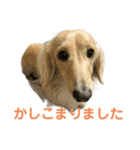 丁寧語ダックス（個別スタンプ：2）