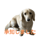 丁寧語ダックス（個別スタンプ：3）