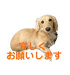 丁寧語ダックス（個別スタンプ：4）