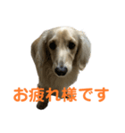 丁寧語ダックス（個別スタンプ：5）