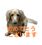 丁寧語ダックス（個別スタンプ：6）
