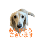 丁寧語ダックス（個別スタンプ：7）