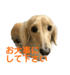 丁寧語ダックス（個別スタンプ：10）