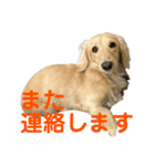 丁寧語ダックス（個別スタンプ：12）