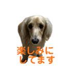 丁寧語ダックス（個別スタンプ：13）
