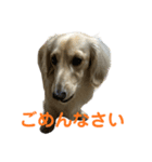 丁寧語ダックス（個別スタンプ：16）