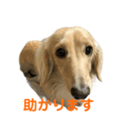 丁寧語ダックス（個別スタンプ：18）
