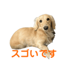 丁寧語ダックス（個別スタンプ：20）