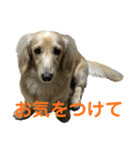 丁寧語ダックス（個別スタンプ：22）