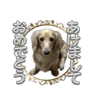 丁寧語ダックス（個別スタンプ：30）