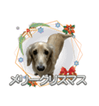 丁寧語ダックス（個別スタンプ：33）