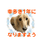 丁寧語ダックス（個別スタンプ：34）