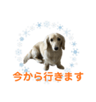 丁寧語ダックス（個別スタンプ：35）