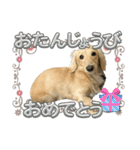 丁寧語ダックス（個別スタンプ：36）