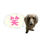 丁寧語ダックス（個別スタンプ：37）