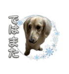 丁寧語ダックス（個別スタンプ：40）