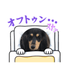 M.ダックス(ランちゃん3)（個別スタンプ：1）