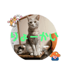 しらたまとこんにゃく③（個別スタンプ：1）
