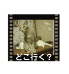 しらたまとこんにゃく③（個別スタンプ：5）