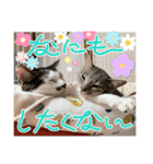 しらたまとこんにゃく③（個別スタンプ：7）