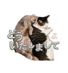 しらたまとこんにゃく③（個別スタンプ：8）