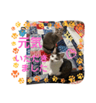 しらたまとこんにゃく③（個別スタンプ：9）