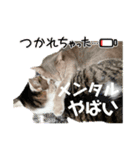 しらたまとこんにゃく③（個別スタンプ：11）