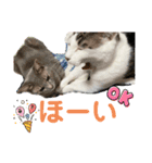 しらたまとこんにゃく③（個別スタンプ：14）