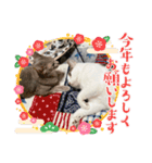 しらたまとこんにゃく③（個別スタンプ：15）