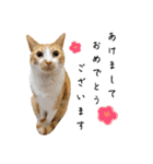うちのねこ(イベント系)（個別スタンプ：1）