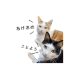 うちのねこ(イベント系)（個別スタンプ：2）