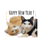うちのねこ(イベント系)（個別スタンプ：3）