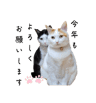 うちのねこ(イベント系)（個別スタンプ：4）