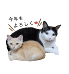 うちのねこ(イベント系)（個別スタンプ：5）