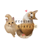 うちのねこ(イベント系)（個別スタンプ：6）