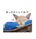 うちのねこ(イベント系)（個別スタンプ：7）