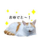 うちのねこ(イベント系)（個別スタンプ：9）