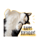 うちのねこ(イベント系)（個別スタンプ：10）