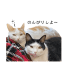 うちのねこ(イベント系)（個別スタンプ：11）